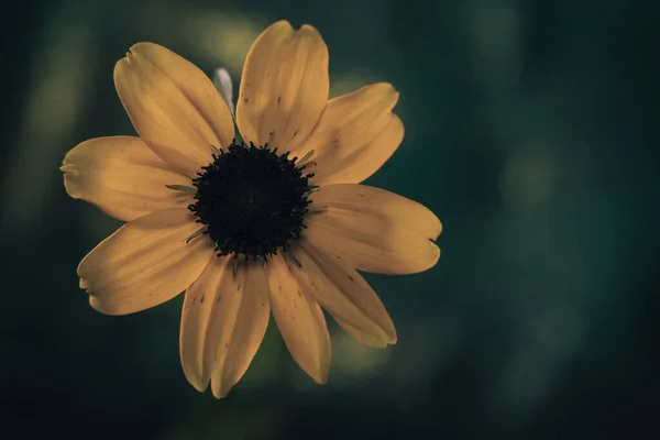 Красиві Чорноокі Сусіди Квітка Скляному Столі Зелена Срібна Текстура Фону — стокове фото