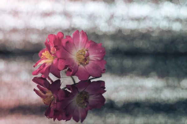 Lindas Flores Rosa Flor Uma Mesa Vidro Bokeh Prata Textura — Fotografia de Stock