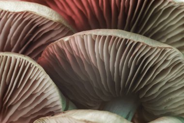 Güzel mantarları kapatın. Tasarım için arkaplan modeli. Makro Fotoğraf Görünümü.