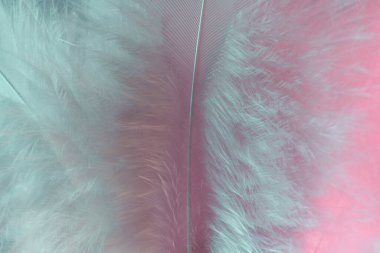 Arka planda egzotik doku tüyleri var. Tasarımın için yumuşak tüy deseni. Makro fotoğrafçılık görünümü.