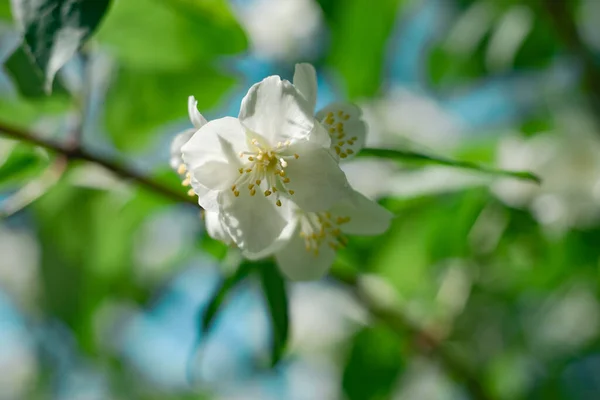 Detail Jasmine Flowers Plant Forest Beautiful Background Pattern Design — Stock Photo, Image