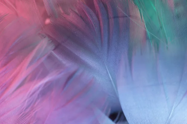 Fondo Plumas Textura Exótica Cerca Gris Patrón Plumas Azules Para —  Fotos de Stock