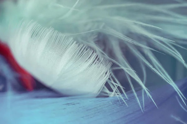 Close Bird Feather Beautiful Background Texture Macro Photography View — Stock Photo, Image
