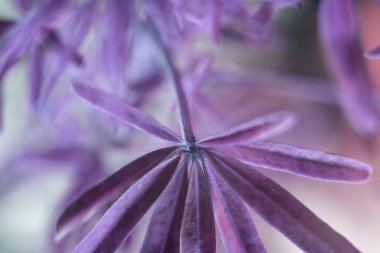 Güzel soyut yaprak bitkisi pembe ışık. Neon ışıkta çok güzel bir bitki. Minimalizm retro tarzı konsept. Tasarım için arkaplan deseni. 