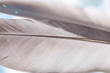 Arka planda egzotik doku tüyleri var. Gökyüzü, tasarımın için mavi desen. Makro fotoğrafçılık görünümü.