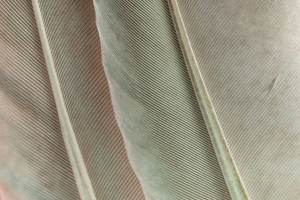 Cerrar Hermosa Gris Pájaro Plumas Patrón Textura Fondo Para Diseño — Foto de Stock