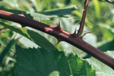 Yeşil arka plandaki dikenleri kapat. Makro görünüm.