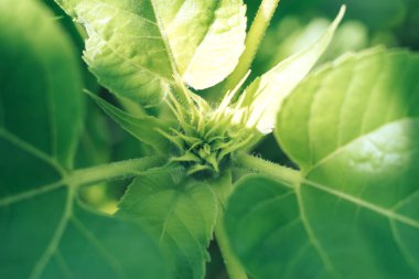 Güzel, gelişen yaz bitkisi. Tasarımın doğal arka plan deseni. 