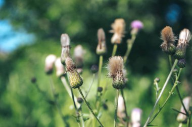 Güzel, gelişen yaz bitkisi. Tasarımın doğal arkaplan deseni. 