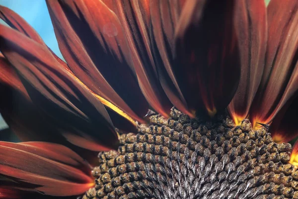 Schön Wachsende Sonnenblume Rote Sonne Auf Einem Naturhintergrund Textur Blick — Stockfoto