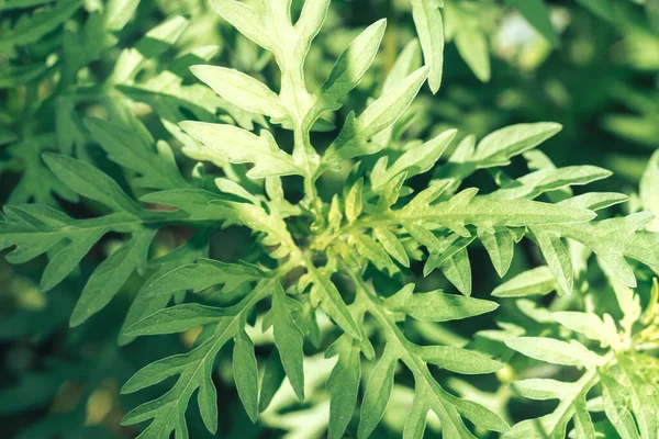 Zamknij Ragweed Ogrodzie Widok Makro — Zdjęcie stockowe