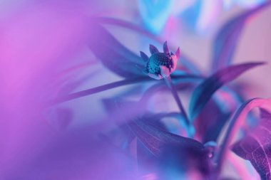 Güzel çiçekleri neon ışıkta kapat. Minimalizm retro tarzı konsept. 80 'ler. Tasarım için arkaplan deseni. 