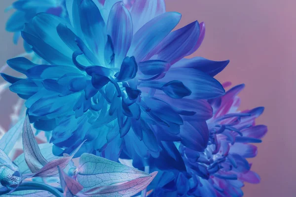 Крупним Планом Красиві Квіти Неоновому Світлі Концепція Мінімалізму Ретро Стилю — стокове фото