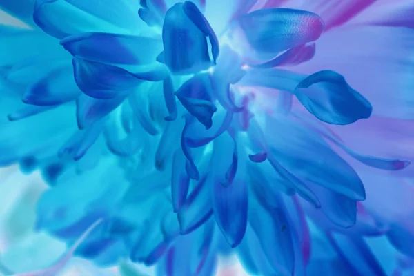 Κοντινό Πλάνο Όμορφα Λουλούδια Νέον Φως Μινιμαλισμός Ρετρό Στυλ Έννοια — Φωτογραφία Αρχείου