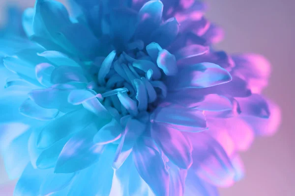 Крупним Планом Красиві Квіти Неоновому Світлі Концепція Мінімалізму Ретро Стилю — стокове фото