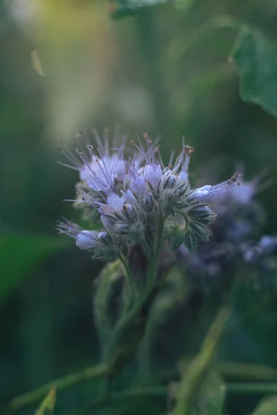 Närbild Gröna Blad Och Lila Blommor Phacelia Sommar Ängen Natur — Stockfoto