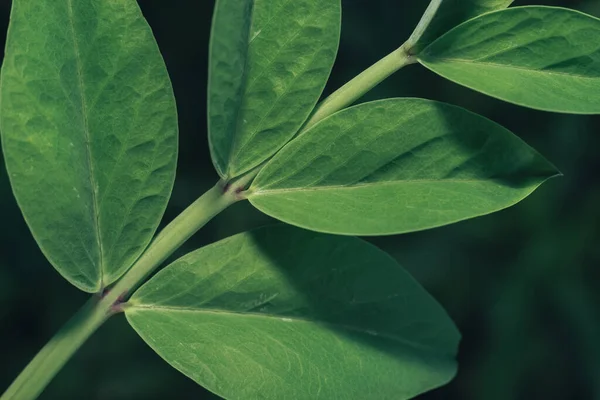 Zielone Liście Vicia Sativain Lato Łące Naturalny Wzór Tła Tekstury — Zdjęcie stockowe