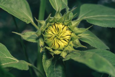 Yeşil yapraklardan oluşan bir arka planda bir ayçiçeğinin güzel, genç, kapalı çiçeğini kapat. Tasarım için doğa arkaplan dokusu.
