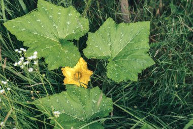 Yeşil yaprakları ve çayırda yaz mevsiminin sarı çiçeğini kapat. Tasarım için doğa arkaplan dokusu.