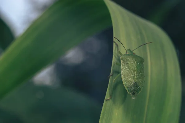 Close Linen Skin Stink Bug Green Leaf Brown Marmorated Stink — Stock Photo, Image