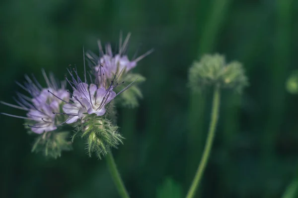 Sluiten Groene Bladeren Paarse Bloemen Van Een Phacelia Zomer Weide — Stockfoto