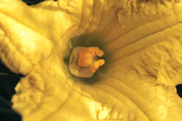 Chiuda Foglie Verdi Fiore Giallo Estate Melone Nel Prato Natura — Foto Stock