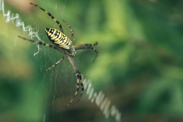 Ιστός Cobweb Αράχνη Φυσικό Φόντο Dew Σταγόνες Μια Αράχνη — Φωτογραφία Αρχείου