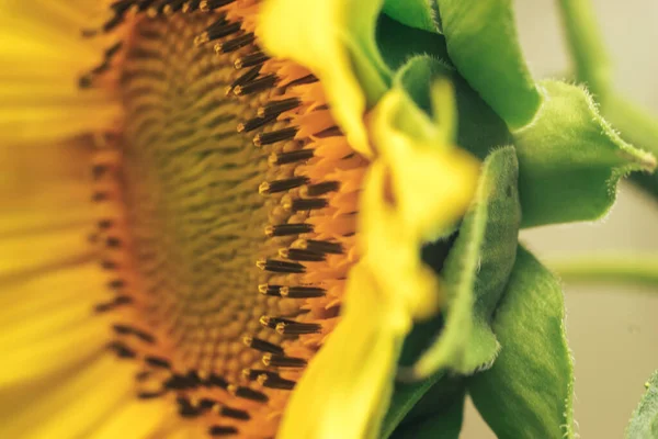 Close Krásné Slunečnice Přírodním Pozadí Slunečnicové Pole Kvete Během Léta — Stock fotografie
