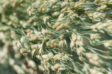 Yeşil yapraklardan oluşan arka plandaki güzel Sorghum Sudan çimlerini kapatın. Tasarım için doğa arkaplan dokusu.