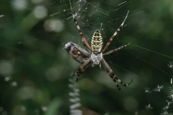 Teia Aranha Teia Aranha Contra Fundo Natural Orvalho Cai Sobre — Fotografia de Stock