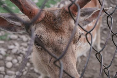 Çayırdaki geyik çiftliğini kapatın. Güzel manzara dağ arka planı..