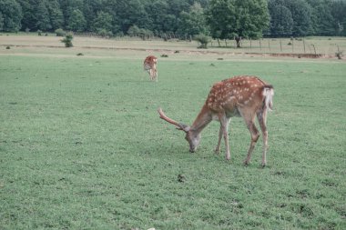 Çayırdaki geyik çiftliği Güzel manzara dağ arka planı.