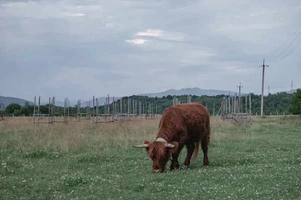 Shetland Bruine Bos Taurus Weide Prachtig Landschap Berg Achtergrond — Stockfoto