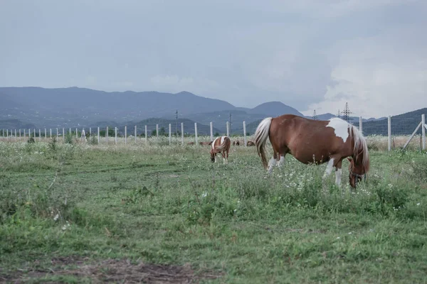 Pregnant Shetland Pony Meadow Beautiful Landscape Mountain Background — Stock Photo, Image