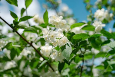 Ormandaki yasemin çiçeklerinin detayları. Tasarım için güzel arkaplan deseni.