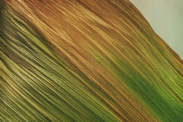 Nahaufnahme Wunderschönes Verblasstes Grünes Blatt Minimalismus Retro Stil Konzept 80Er — Stockfoto