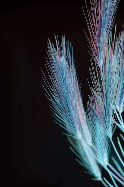 추상적 스파이크 렛입니다 아름다운 식물은 빛에서는 작습니다 미니멀리즘의 스타일 설계를 — 스톡 사진