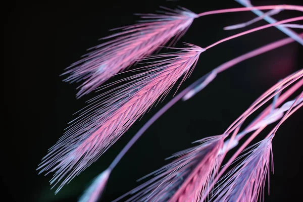 Spikelet Astratto Luce Pink Grano Nero Bella Pianta Minimale Luce — Foto Stock