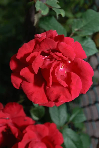 Cerrar Flor Rosa Roja Sobre Fondo Jardín Verde Después Lluvia —  Fotos de Stock