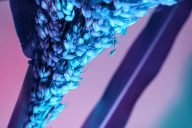 Soyut bitki Sorghum Sudan renkli ışığı. Neon ışıkta çok güzel bir bitki. Minimalizm retro tarzı konsept. Tasarım için arkaplan deseni. 