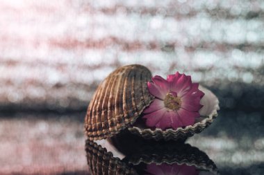 Siyah cam bir masa üzerinde pembe çiçekli güzel deniz kabukları ve yeşil, gümüşi bokeh arkaplan dokusu. Makro fotoğrafçılık görünümü. 