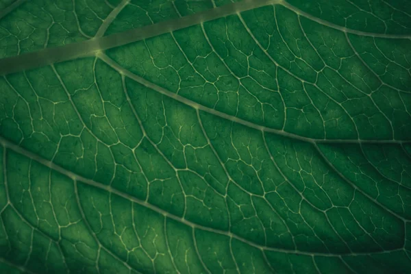 Cerrar Fondo Textura Verde Foto Recortada Textura Hoja Verde Patrón — Foto de Stock