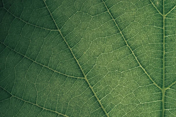 Piękne Zielone Tło Tekstury Strzał Zielonego Liścia Teksturowany Abstrakcyjny Pattrn — Zdjęcie stockowe