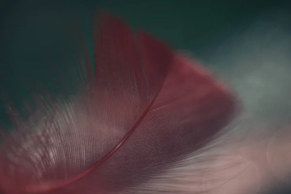 Close Hermoso Patrón Plumas Pájaro Rojo Sobre Fondo Bokeh Para — Foto de Stock