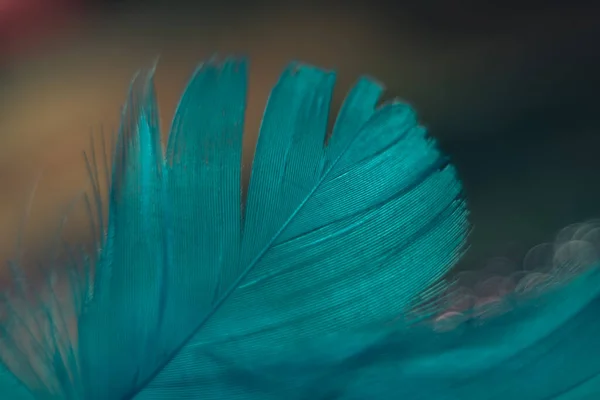 Close Padrão Penas Bonito Pássaro Azul Fundo Bokeh Para Textura — Fotografia de Stock