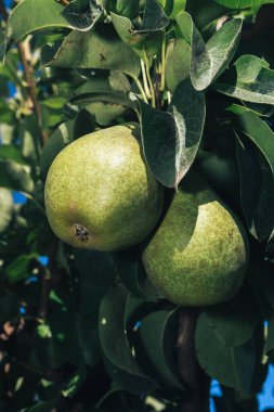 Ağaç zemininde büyüyen güzel taze yeşil armutlar.
