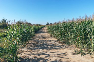Güzel yeşil mısır tarlaları ve yol boyunca doğal bir arka plan.. 