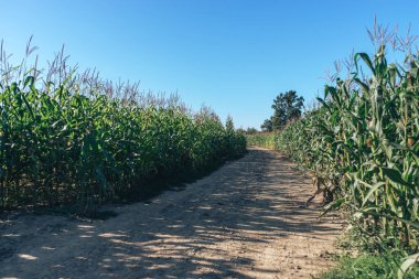 Güzel yeşil mısır tarlaları ve yol boyunca doğal bir arka plan.. 