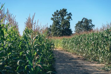 Güzel yeşil mısır tarlaları ve yol boyunca doğal bir arka plan.. 