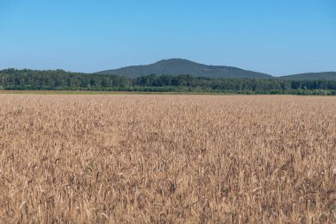 Gökyüzüne karşı yeşil bir çayırda güzel bir buğday tarlası.